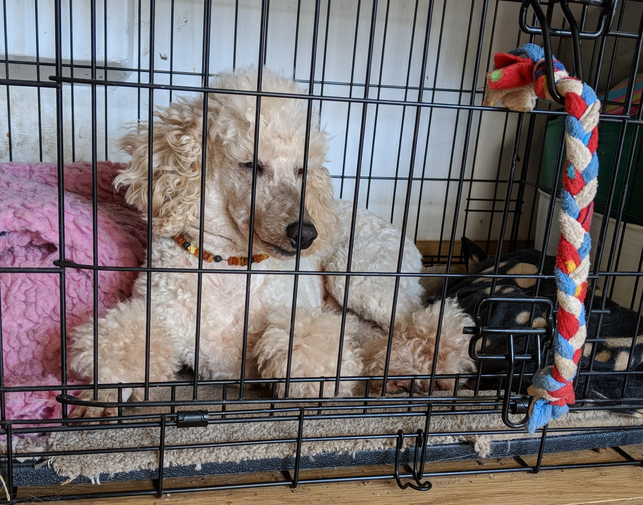 Poodle crate top